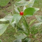 Psychotria chagrensis Плод