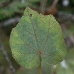 Dombeya reclinata 葉