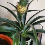 Ananas comosusPlod