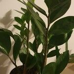 Zamioculcas zamiifoliaBlatt