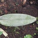 Epidendrum ciliare Leaf