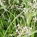 Poa pratensis Bleunienn