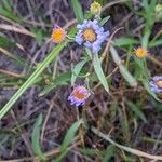 Erigeron foliosus Кветка