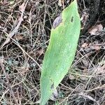 Bupleurum rigidum Leaf