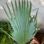 Livistona chinensis Folha
