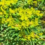 Euphorbia dendroides 花