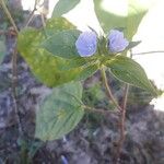 Jacquemontia tamnifolia Fleur