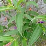 Tibouchina urvilleana Hoja