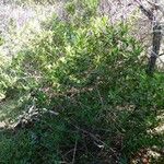Elaeodendron cunninghamii Natur