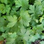 Ribes inerme Hoja