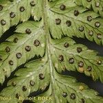 Dryopteris guanchica 葉