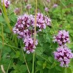 Origanum vulgareBlüte