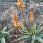 Aloe africana Fleur