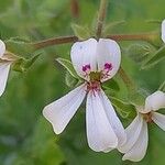 Pelargonium mossambicense Flower