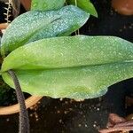 Paphiopedilum glaucophyllum Leaf