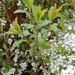 Spiraea thunbergii পাতা