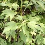 Tithonia diversifolia पत्ता