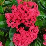 Ixora chinensis Blüte