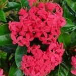 Ixora chinensis Цвят