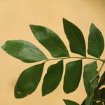 Gilletiodendron kisantuense Leaf