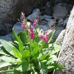 Primula parryi Habit