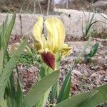 Iris pseudopumila Fleur