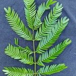 Cojoba sophorocarpa Leaf
