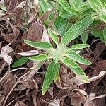 Phlomis herba-venti Foglia