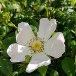 Rosa corymbifera Flower