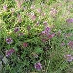 Thymus serpyllumFlower