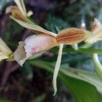 Phaius tetragonus Flower