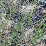 Elymus elymoides Συνήθη χαρακτηριστικά