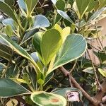Clusia criuva Hoja