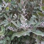 Vitex trifolia Цветок