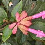 Salvia involucrata Flor