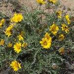 Balsamorhiza hookeri موطن