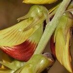 Crotalaria rogersii Λουλούδι