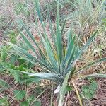 Yucca arkansana Облик