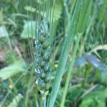 Triticum aestivumÕis