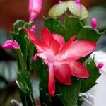 Schlumbergera truncata Flor