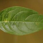 Solanum leucocarpon Лист