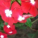 Catharanthus roseusFlower