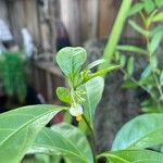 Solanum diphyllum Kvet