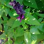 Salvia guaranitica Flower