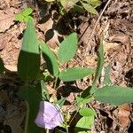 Clitoria mariana Feuille