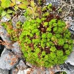 Saxifraga spathularis Blatt