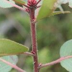 Arbutus xalapensis چھال