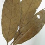 Licaria chrysophylla 其他