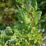 Oxybasis glauca Leaf