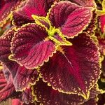 Coleus decurrensFeuille